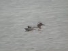 Garganey at Paglesham Lagoon (Steve Arlow) (77810 bytes)